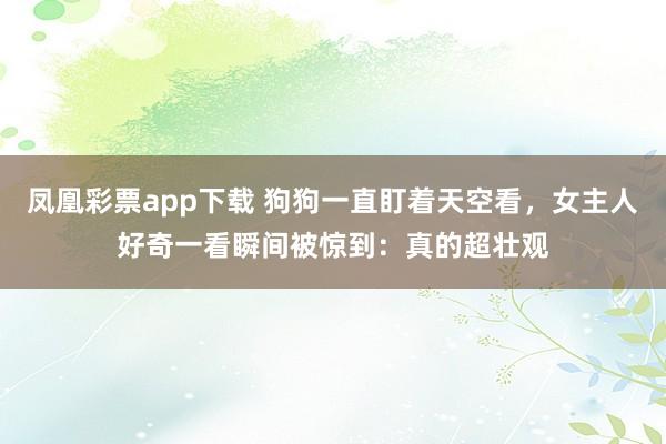 凤凰彩票app下载 狗狗一直盯着天空看，女主人好奇一看瞬间被惊到：真的超壮观